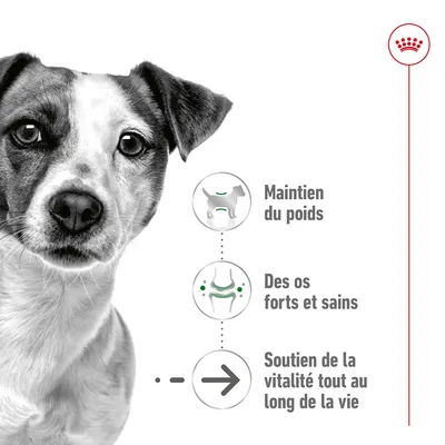 Maintien du poids, des os forts et sains, soutien de la vitalité tout au long de la vie – texte visible à droite d’un chien. Marque avec couronne rouge en haut à droite.