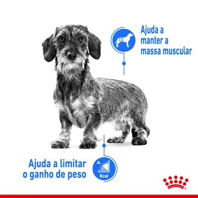 Cão com dois destaques: 'Ajuda a manter a massa muscular' e 'Ajuda a limitar o ganho de peso', ambos em texto azul, com ícones ilustrativos. Logótipo Royal Canin visível.
