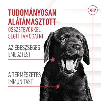 Tudományosan alátámasztott összetevőkkel segít támogatni az egészséges emésztést, a természetes immunitást. Fekete kutya képe.