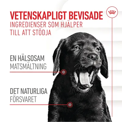 Vetenskapligt bevisade ingredienser som hjälper till att stödja en hälsosam matsmältning och det naturliga försvaret. Bild på svart hund.