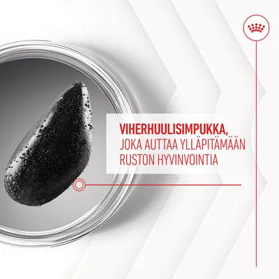 VIHERHUULISIMPUKKA, joka auttaa ylläpitämään ruston hyvinvointia (teksti kuvassa). Kuvassa simpukka lasiastiassa.