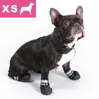 Fransk bulldogg med svarta hundskor och svart halsband, storlek XS visas i rosa ruta med siluett av hund uppe till vänster.