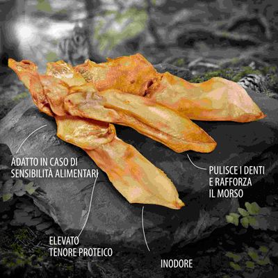 Orecchie di maiale essiccate con testo: adatto in caso di sensibilità alimentari, elevato tenore proteico, inodore, pulisce i denti e rafforza il morso.