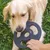Nomad Tales Bloom Ultra Strong Disc de aport