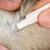 Close-up of a person parting animal fur and applying liquid from a tube directly onto the skin, demonstrating topical application method.