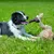 Hund spielt auf einer Wiese mit einem Stoffspielzeug in Form eines Vogels.