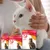FIPROtec packaging showing product for killing fleas and ticks, with icons indicating spot-on application and suitability from 8 weeks of age. Person holding a white cat in the background.