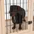 Chien à poil court noir et marron dans une cage en bois avec barreaux métalliques noirs, sol en bois clair, porte fermée par un loquet visible.