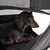 Bassotto seduto in una borsa da trasporto nera con superficie a rete, adatta al trasporto di pet.