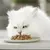 Gatto bianco con occhi verdi mangia cibo umido da un piatto bianco.