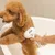 Dog being groomed with a white coat care brush. Brush shows brand 'Tesora' and has an ergonomic handle.