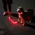 Hund mit leuchtendem roten LED-Halsband und passender Leine bei Nacht auf Gehweg.