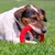 Dog playing with red ring-shaped chew toy on a lawn.