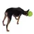 Hund spielt mit grünem Ball, der mit geprägten Mustern versehen ist.