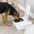 Dog eating from a white automatic feeder with open lid, filled with dry food. Automatic feeder visible on light wooden floor.