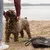 Hund mit braunem, lockigem Fell trägt ein Halsband und Leine mit Herzmuster. Person befestigt die Leine. Schwarze Tasche liegt daneben auf sandigem Boden.