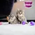 Zwei junge Katzen spielen mit violettem Spielzeug, oben rechts Whiskas-Logo sichtbar. Zwei junge Katzen spielen mit violettem Spielzeug, oben rechts Whiskas-Logo sichtbar.