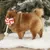 beeztees Christmas Lollipop Dog Toy – Red/White - 25 x 12 x 5 cm (L x W x H) beeztees Christmas Lollipop Dog Toy – Red/White - 25 x 12 x 5 cm (L x W x H)