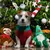 Hund im roten Pullover sitzt vor Weihnachtsbaum mit Plüschrentier und Wichtel, festliche Dekoration im Hintergrund. Hund im roten Pullover sitzt vor Weihnachtsbaum mit Plüschrentier und Wichtel, festliche Dekoration im Hintergrund.