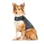Dog wearing a grey ThunderShirt Anxiety & Calming Solution vest with visible ThunderShirt branding and patch on the side. Vest covers chest and back, fastened around neck and body.