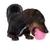 Chien teckel noir et feu tenant une balle rose à picots en plastique dans sa gueule, sur fond blanc.