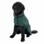 Dog wearing a green coat with buttons and collar, suitable for cold weather conditions.