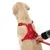 Pettorina rossa per cani con strisce rifrangenti, fibbie regolabili e anello in metallo. Mano attacca il guinzaglio rosso alla pettorina.