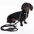 Hund mit schwarzem Halsband und passender schwarzer Leine aus Leder und Stoff, beide mit Metallverschlüssen.