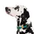 Dalmatian con collare verde per cani in corda e fibbia in pelle marrone, accenti di colore decorativi blu e arancione.