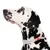 Dalmatialainen harmaalla kaulapannalla, jossa oransseja ja violetteja yksityiskohtia.