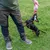 Petit chien noir et feu tirant sur un jouet en corde avec une balle rouge et blanche tenue par une personne debout sur l’herbe, partie supérieure du corps non visible.