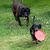 En lille hund bærer en rød frisbee i munden, mens en større hund løber på en græsplæne i baggrunden.