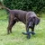 Dog playing in the garden with a black, star-shaped chew toy.