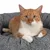 Gatto rosso sdraiato su un letto per animali grigio imbottito. Il prodotto mostra comfort e design del letto.