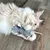 Chat à poils longs allongé sur un sol en bois, tenant une souris en peluche grise avec pattes et queue roses entre ses pattes avant.