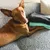 Hund auf grauem Sofa neben zwei gefalteten Decken, eine schwarz und eine türkis.