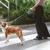 Person führt einen Hund an einer ausziehbaren Leine über einen Zebrastreifen. Leine mit ergonomischem Griff sichtbar.