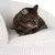 Chat tigré allongé sur un lit pour chat en tissu blanc à texture côtelée et surface intérieure aspect polaire. Aucun texte ou marque visible.