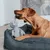 Hund in einem grauen Hundebett spielt mit einem Stofftier in Form eines Hasen.