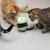 Two cats playing with a green interactive toy that dispenses treats. Third animal partially visible.