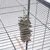 Jouet suspendu en écorce et perles vertes accroché à la grille d'une cage pour oiseaux, avec un crochet métallique visible.