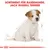 Sortiment für Rassehunde: Jack Russell Terrier. Illustration eines Hundes mit Massangaben.