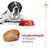 Croquette de grande taille mesurée à 1 cm, chien allongé, gamelle rouge Royal Canin remplie de croquettes. Texte en allemand : Sehr große Krokettengröße zur Anregung des Kauens.