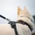 Dog with black harness and lead, metal clip with Ruffwear inscription visible.