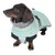 Teckel portant un manteau pour chien vert clair avec doublure grise et fermeture à boucle noire visible sur le dos.
