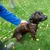 Chien marron foncé avec collier attaché à une longe, tenu par une personne en veste bleue sur une pelouse verte avec feuilles jaunes.