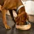 Hund frisst aus einem Futternapf mit Holzoptik und Edelstahl-Innenschale. Napf trägt die Gravur 'Designed by Lotte'.