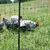 Grünes Netzgeflecht mit schwarzen Knoten, im Hintergrund Hühner auf einer Wiese.