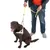 Brown dog with reflective harness and yellow lead, held by a person. Demonstration of harness and lead use.
