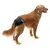 Dog wearing black dog nappy with hook-and-loop fastener, suitable for incontinence or being in season.